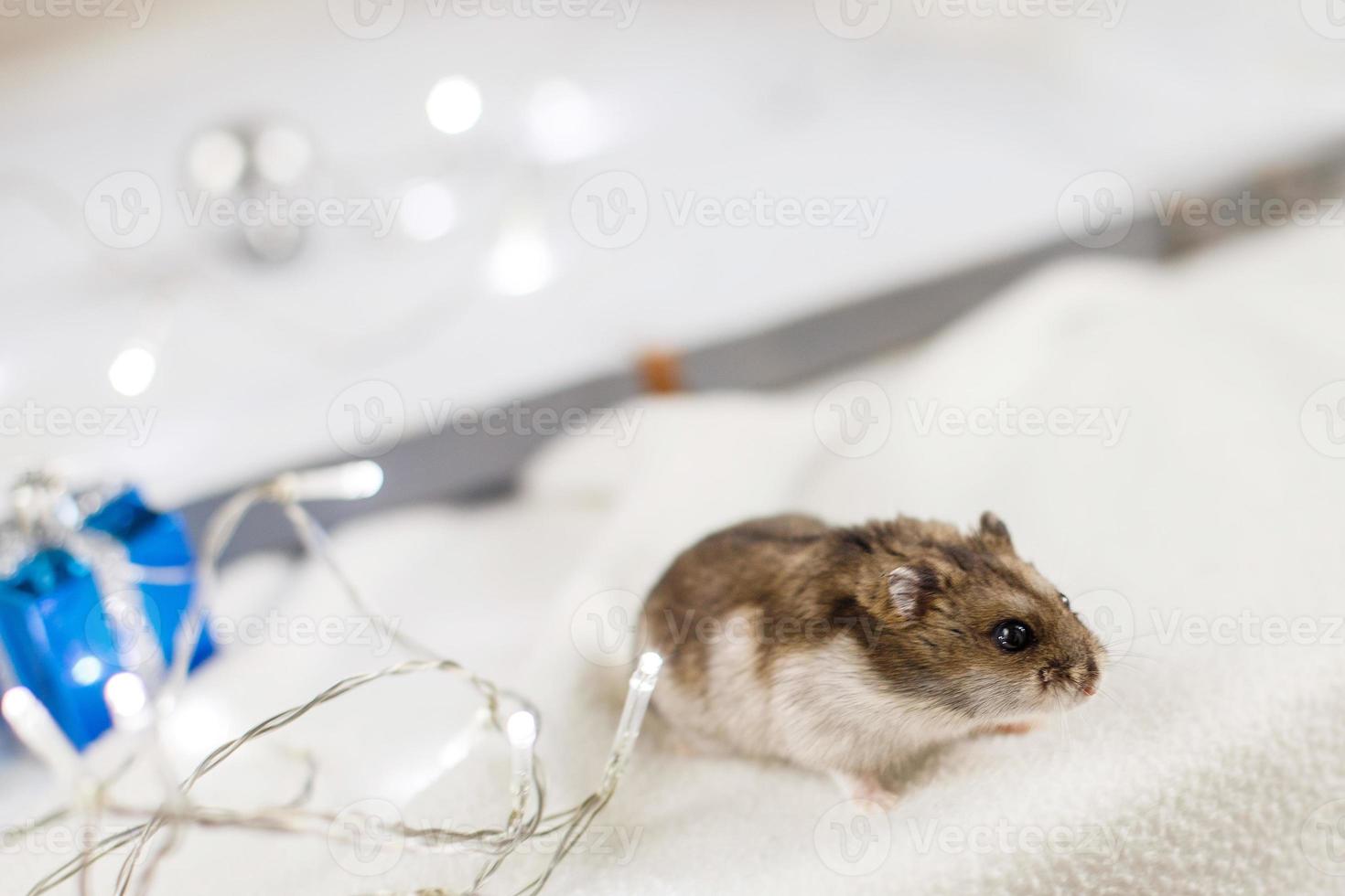 um pequeno hamster com uma guirlanda de natal e com caixa de presente senta-se sobre um fundo de madeira azul claro foto