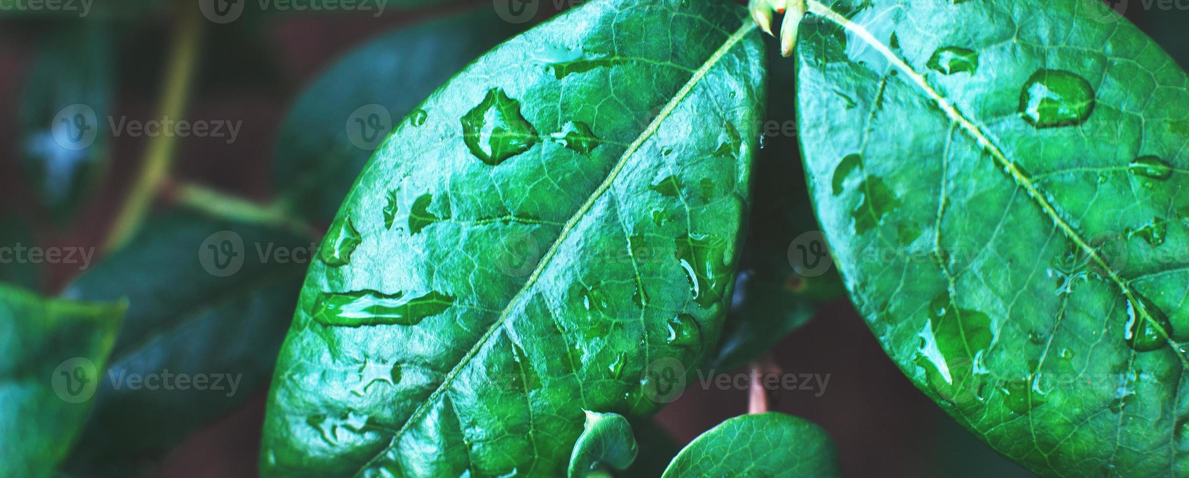 arbustos de mirtilo verdes molhados com gota de água close-up. fundo de folhas naturais. bandeira foto