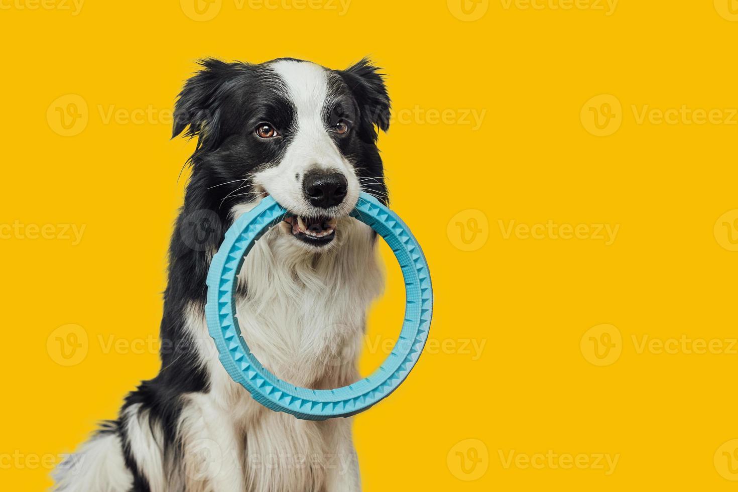 atividade do animal de estimação, cachorrinho engraçado border collie segurando o brinquedo de anel puxador azul na boca isolado no fundo amarelo. cão de estimação de raça pura quer brincar com o amor do dono pelo conceito de companheiro de amizade de animais de estimação foto