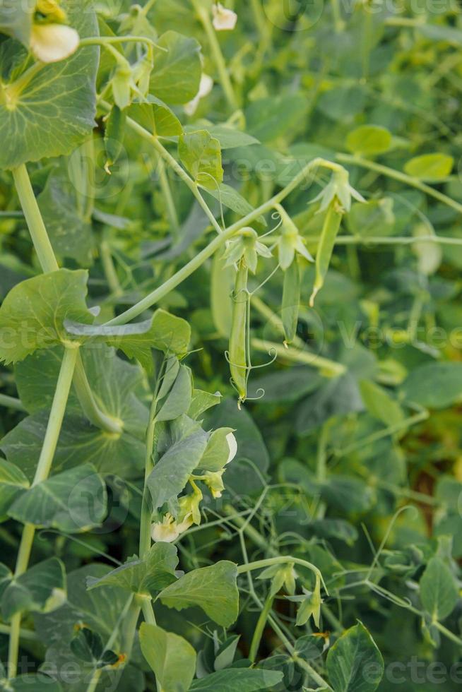 conceito de jardinagem e agricultura. ervilhas orgânicas maduras frescas verdes perfeitas prontas para colher no galho no jardim. produção de alimentos caseiros vegetarianos veganos. horta local produz vagens de ervilha limpas. foto