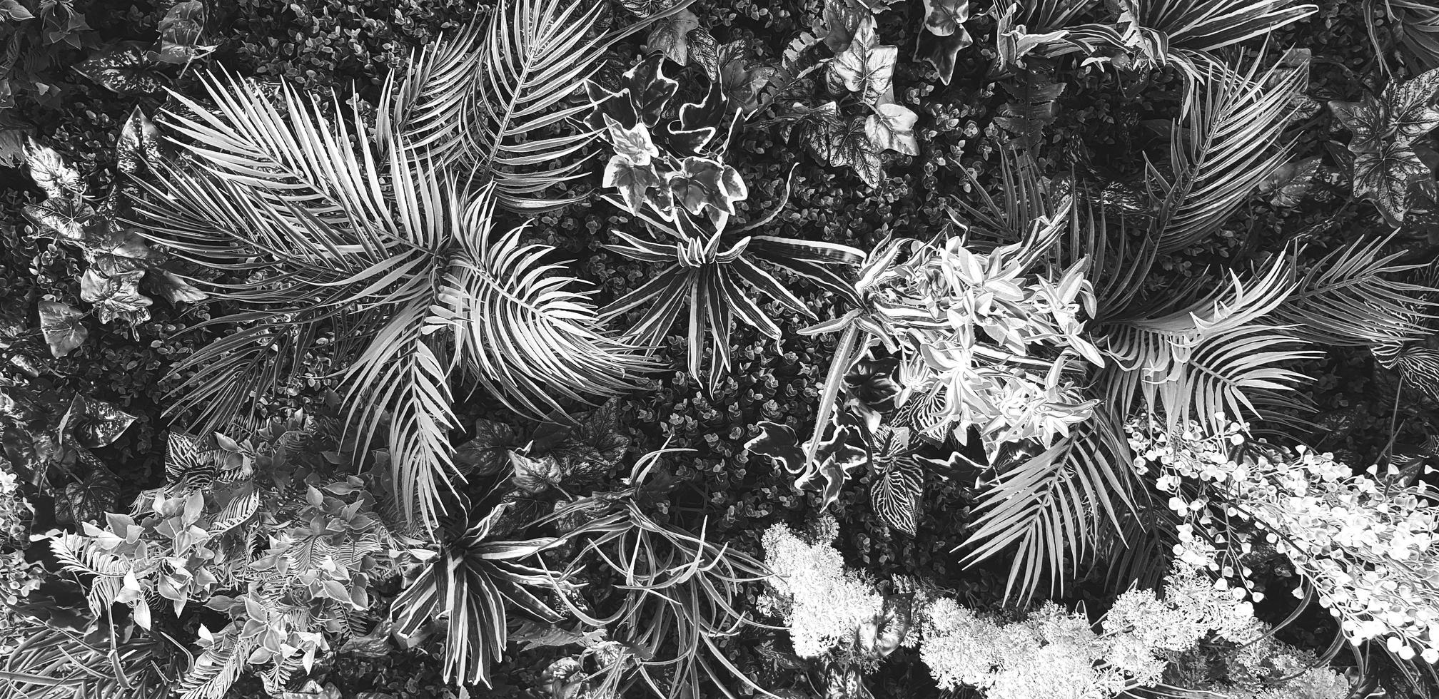 planta trepadeira, videira ou hera e deixa a parede para o fundo em tom preto e branco. papel de parede natural ou padrão de natureza em estilo monocromático. temporada de frescor foto