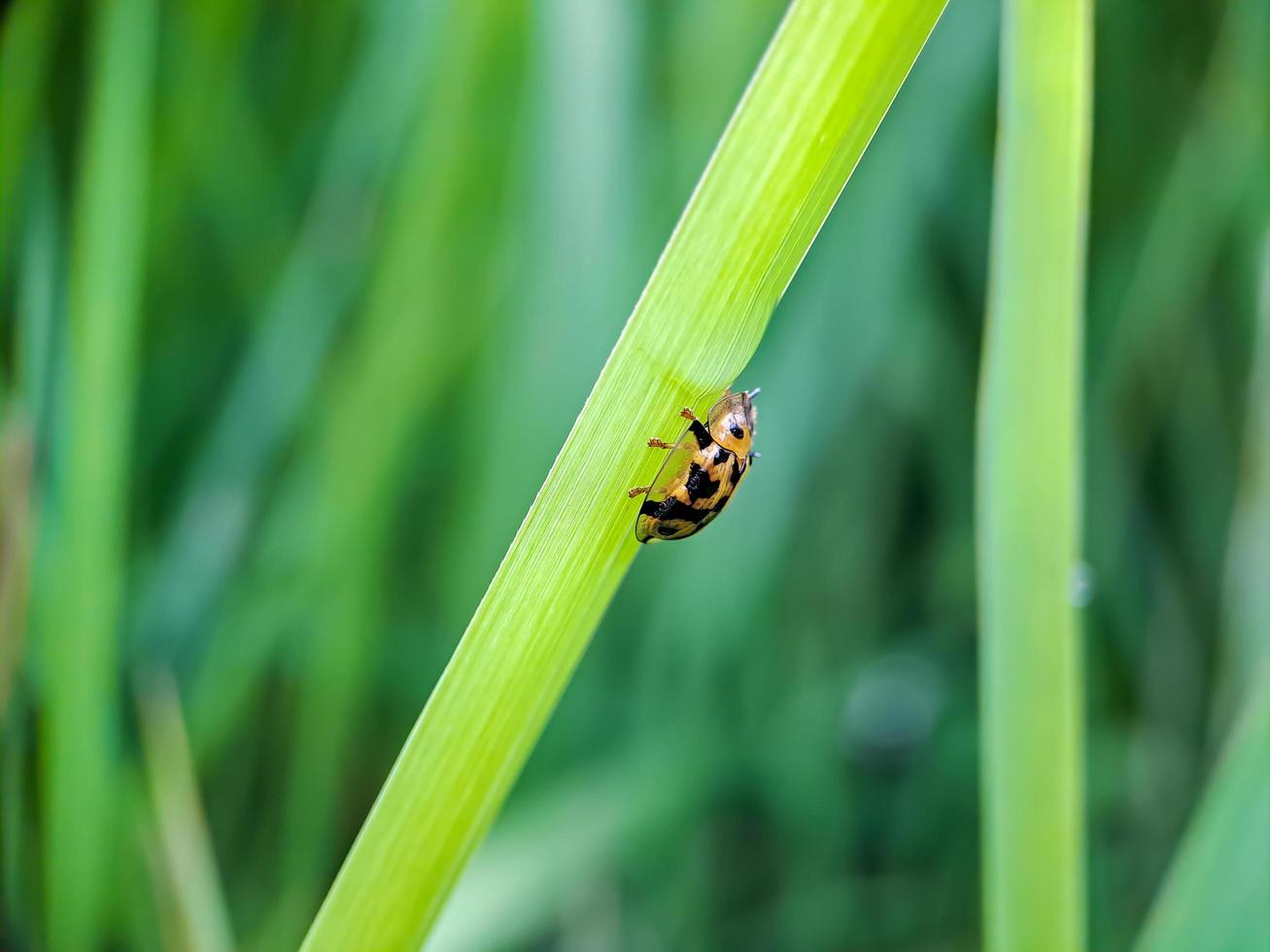 cheilomenes é um gênero de joaninhas coccinellidae. são grandes joaninhas típicas são sempre brilhantes e muitas vezes têm manchas claras nos élitros foto