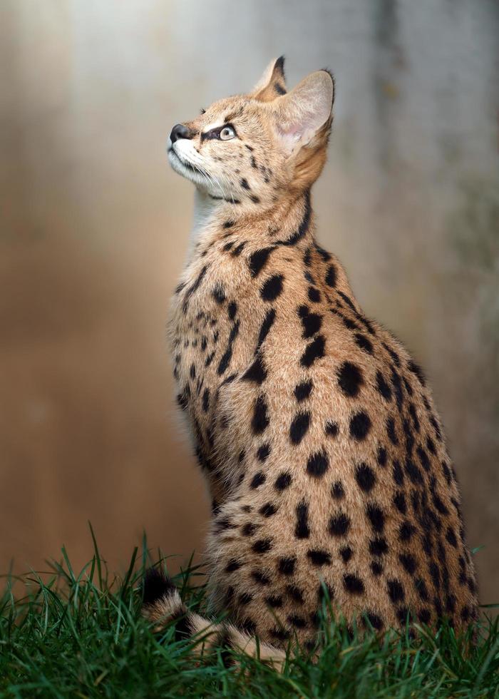 retrato de serval foto