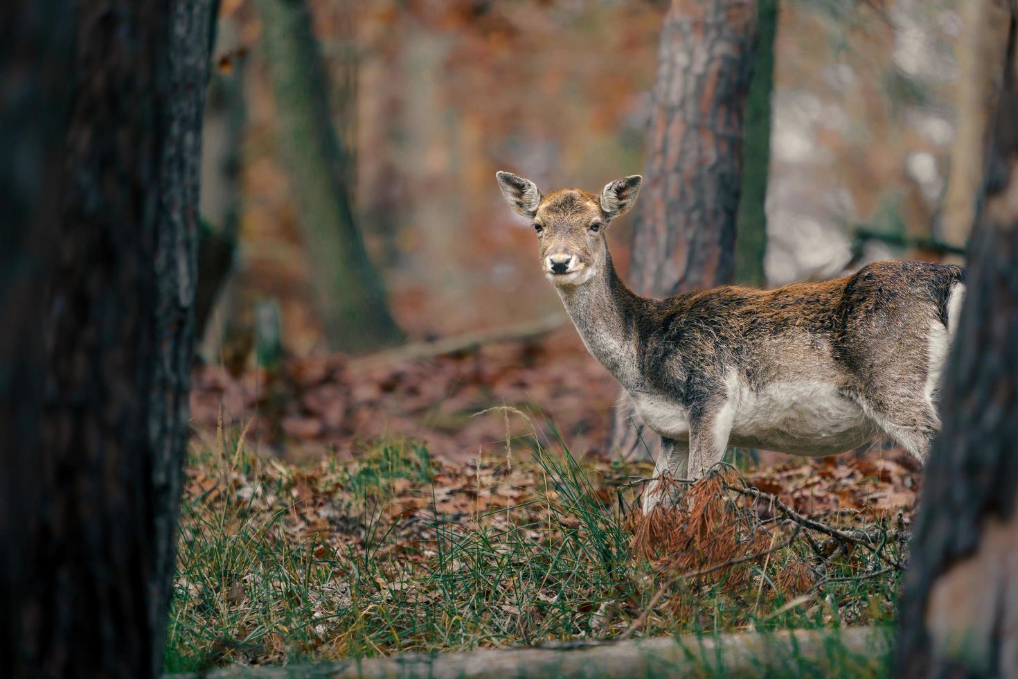 gamo europeu foto