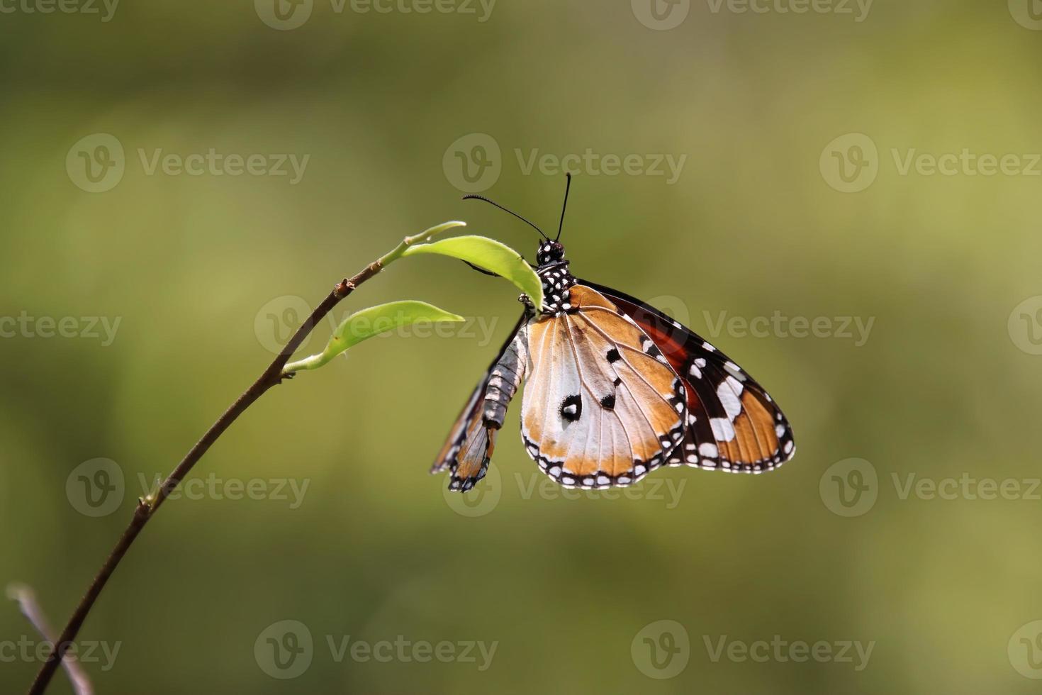 borboleta tigre simples em um jardim foto