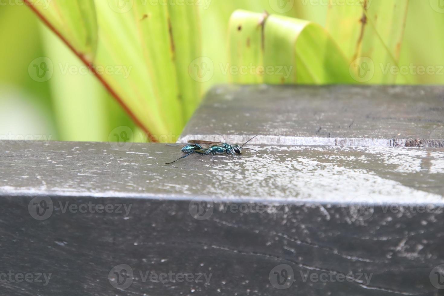 vespa dauber de lama azul comum foto