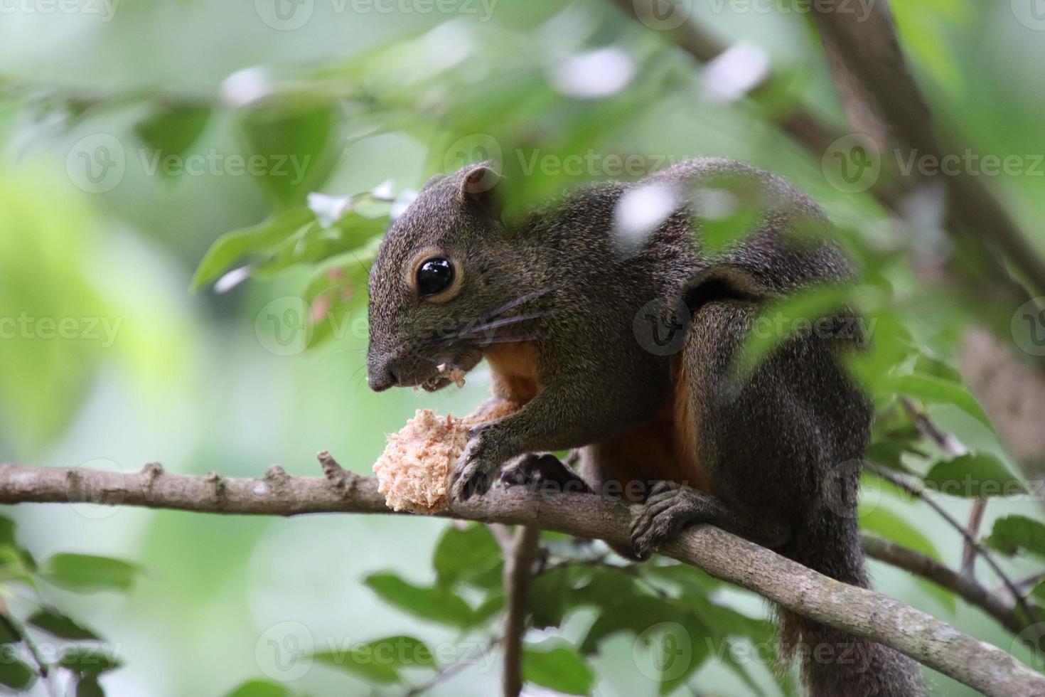 esquilo de banana comendo frutas em uma selva foto