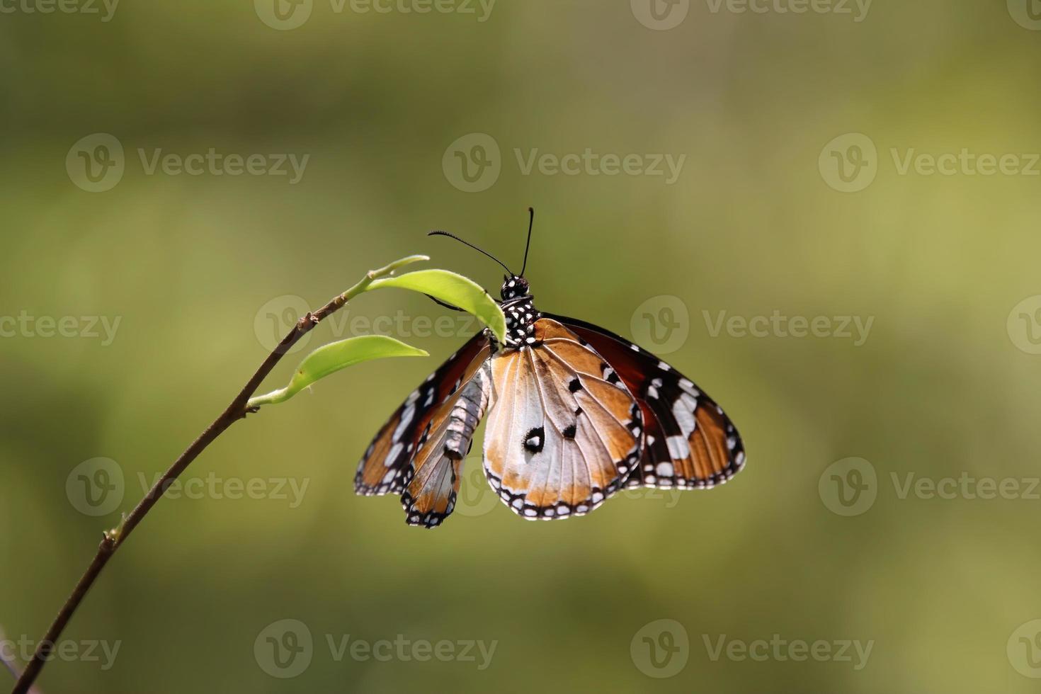 borboleta tigre simples em um jardim foto
