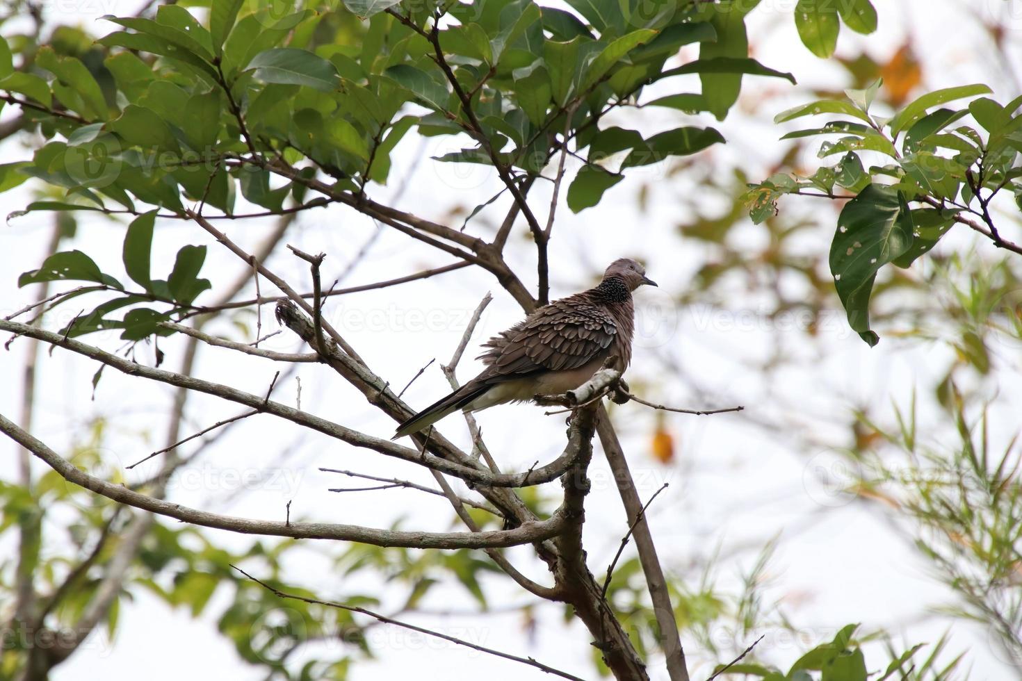 pomba manchada em uma grade de jardim foto