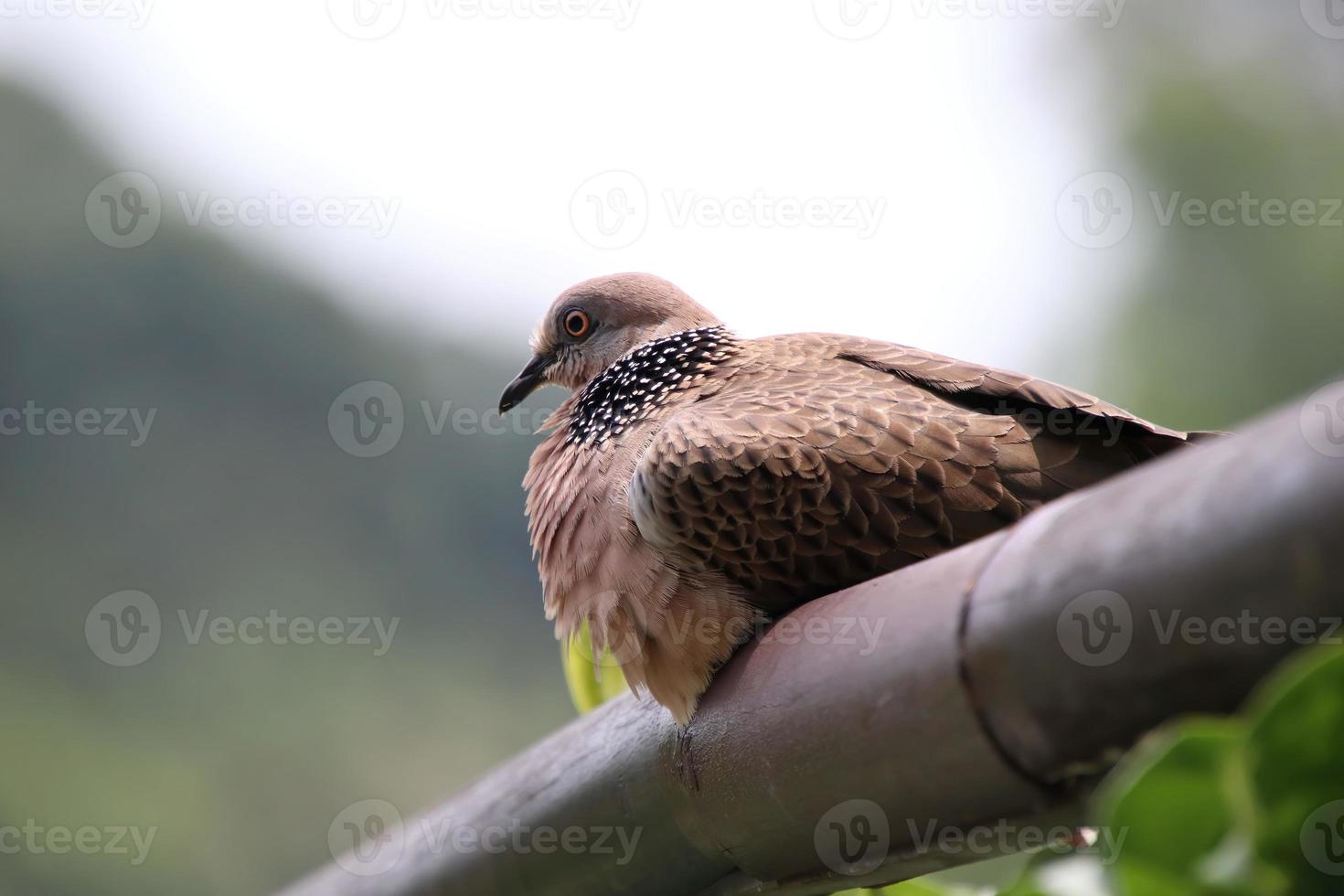 pomba manchada em uma grade de jardim foto