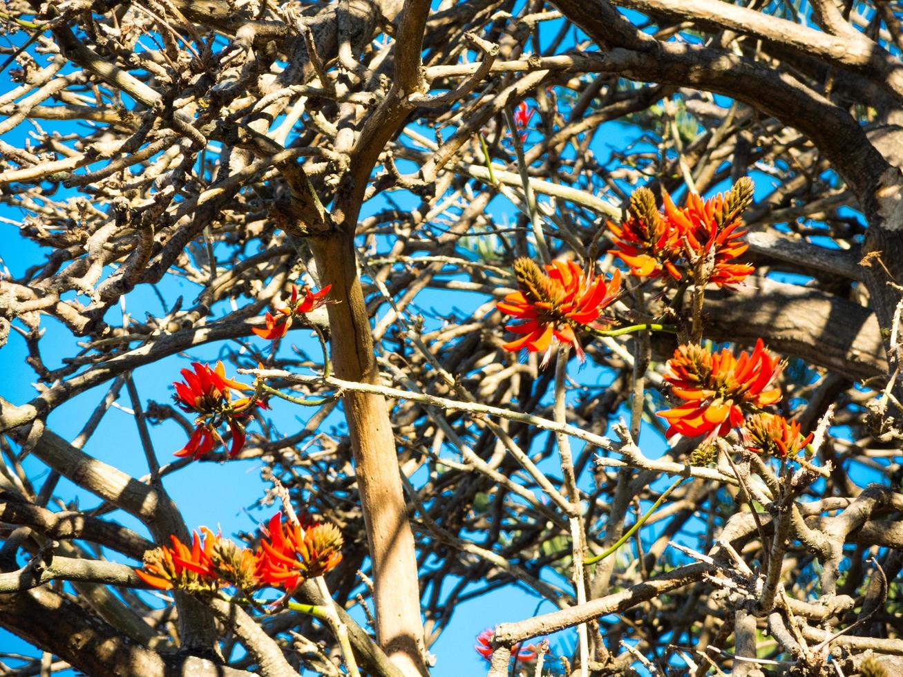 laranja vermelho lindo erythrina flores na árvore, é um gênero de plantas com flores na família das ervilhas, fabaceae. foto