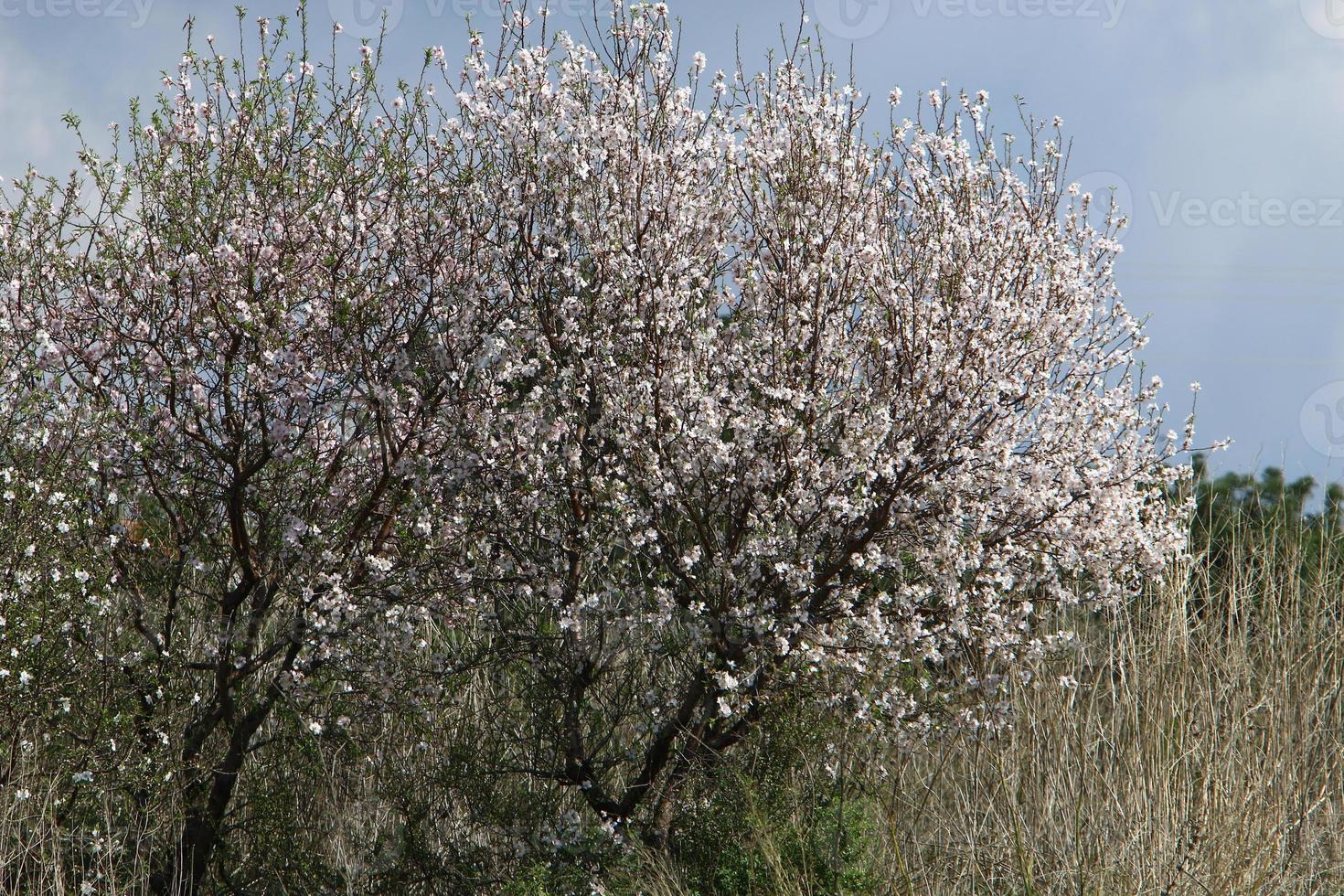 amendoeiras em flor em um parque da cidade no norte de israel. foto