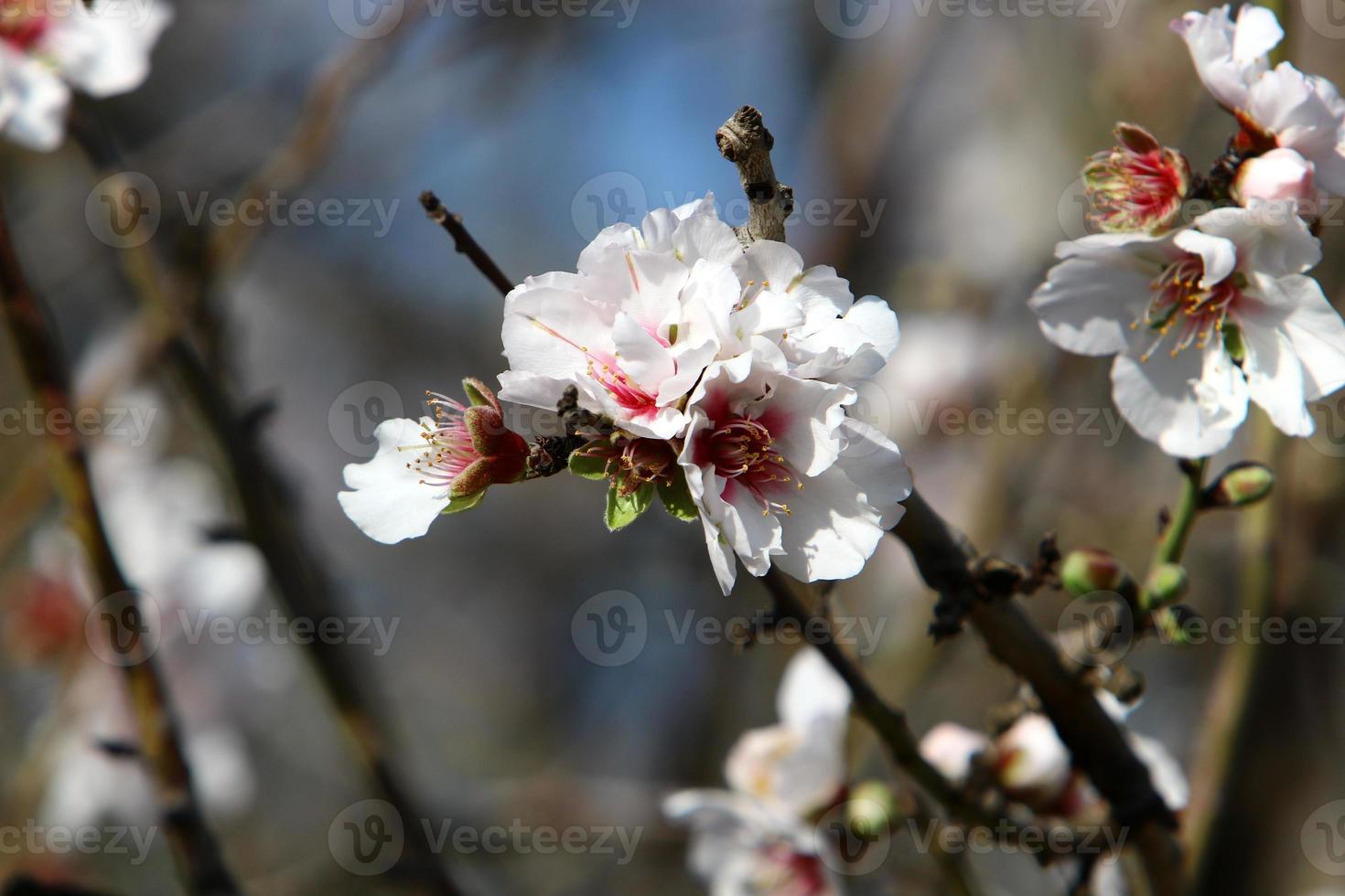 amendoeiras em flor em um parque da cidade no norte de israel. foto