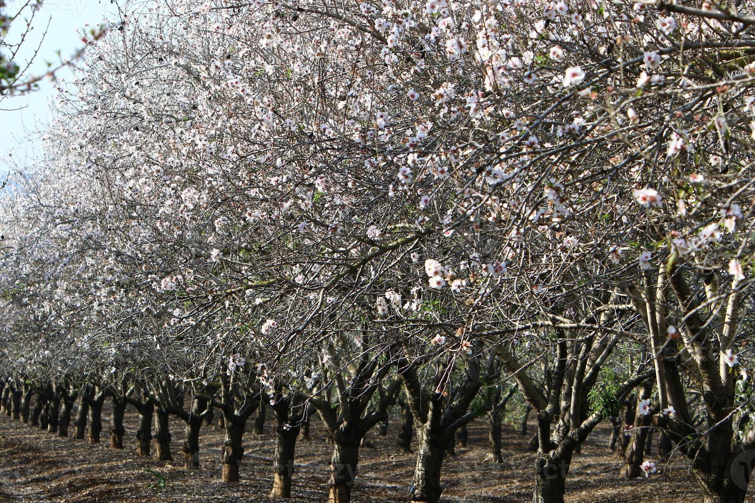 amendoeiras em flor em um parque da cidade no norte de israel. foto