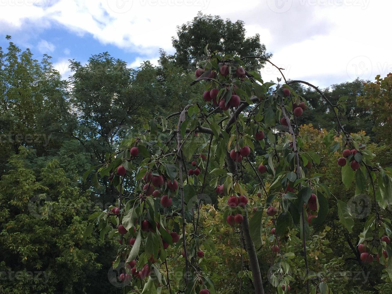 foto de fruta de árvore