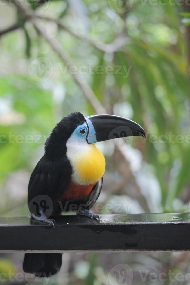 pássaro tucano em ambiente natural em singapura foto