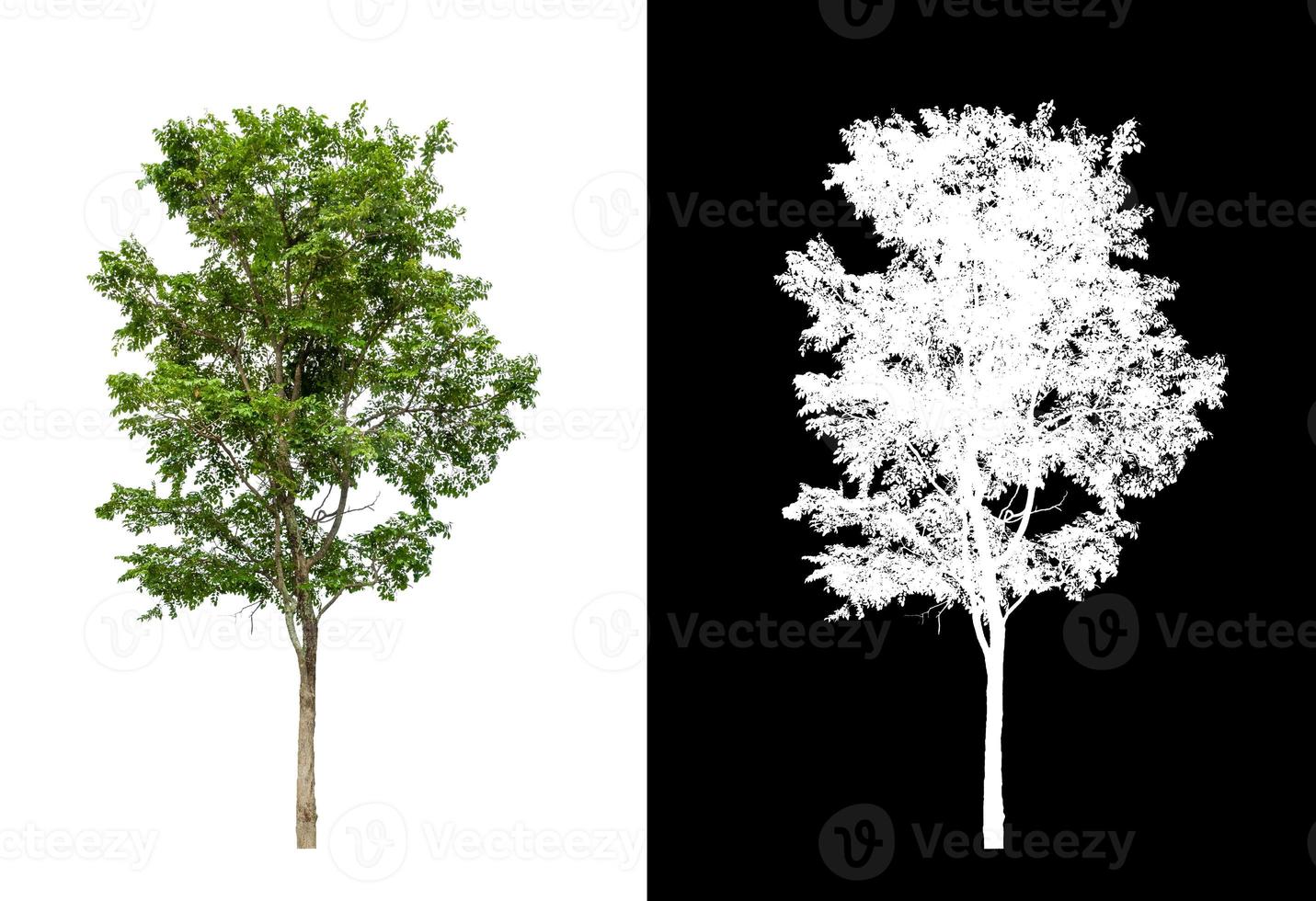 árvore isolada em um fundo branco com traçado de recorte e canal alfa foto