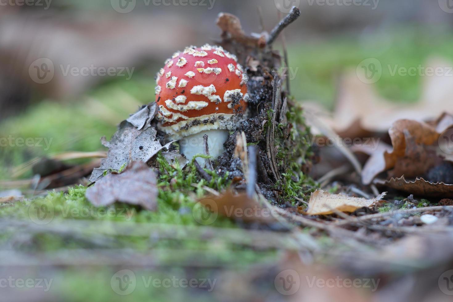 cogumelo venenoso no fundo de uma floresta de coníferas na floresta. cogumelo venenoso. foto