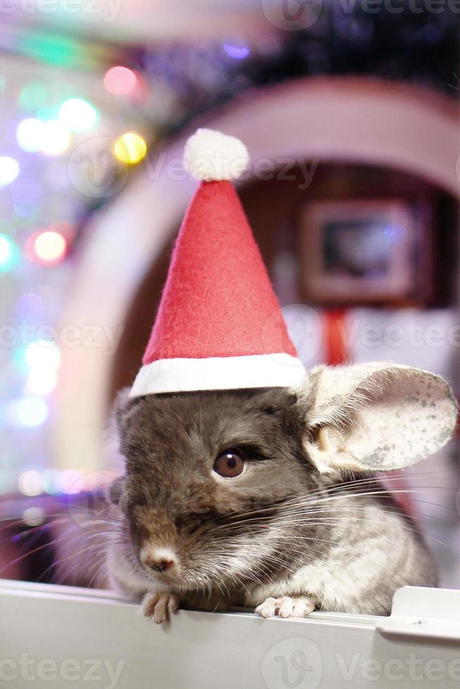 chinchila marrom bonita com chapéu vermelho de papai noel em um fundo de decorações de natal e luzes de natal. pequeno papai noel fofo. conceito de inverno e presentes para animais de estimação de ano novo. foto