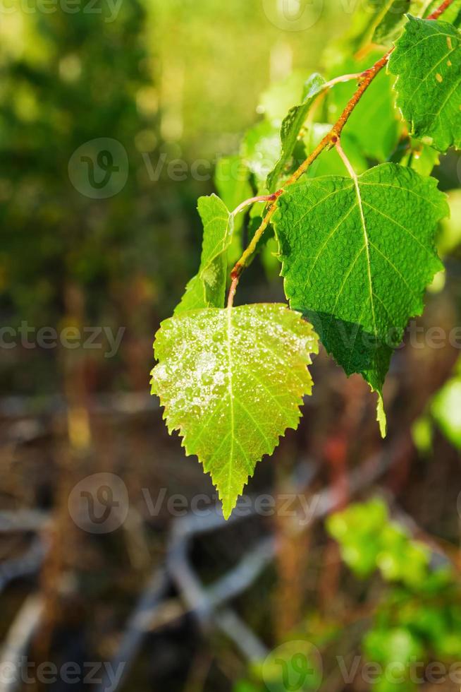 as folhas de uma árvore de vidoeiro com gotas de orvalho da manhã em um fundo desfocado. foto