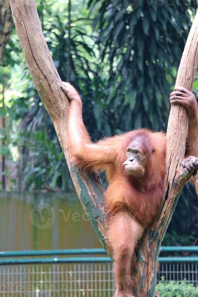 esta é uma foto de um orangotango de sumatra no jardim zoológico de ragunan.