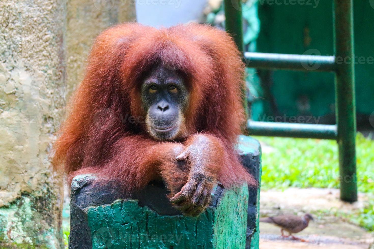 esta é uma foto de um orangotango de sumatra no jardim zoológico de ragunan.