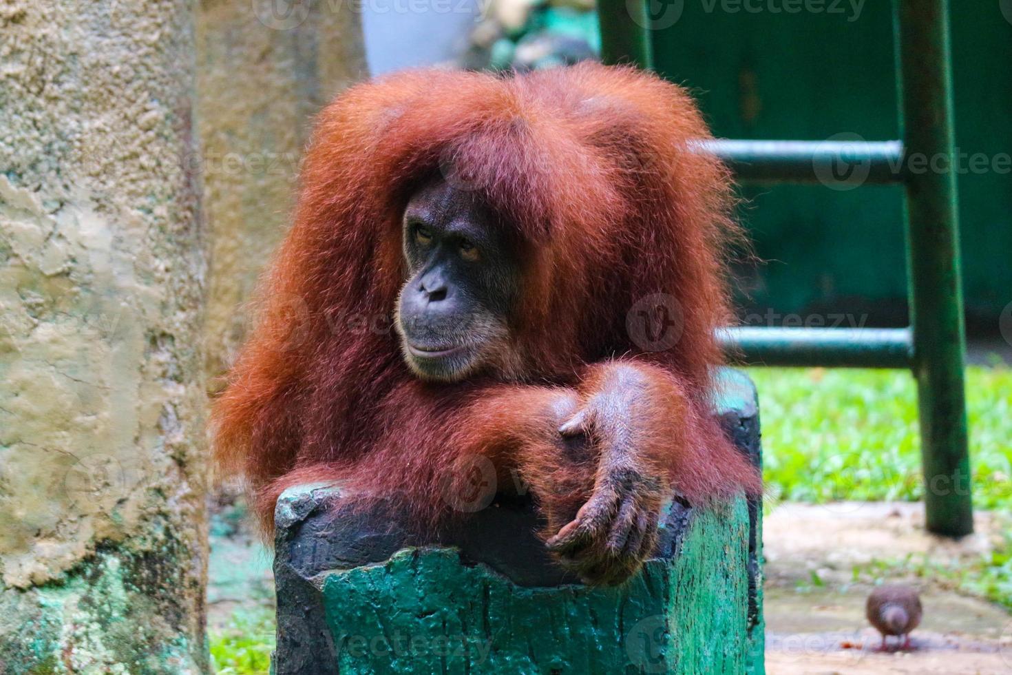 esta é uma foto de um orangotango de sumatra no jardim zoológico de ragunan.