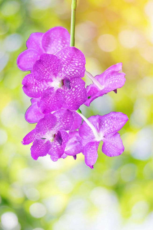 linda orquídea rosa foto