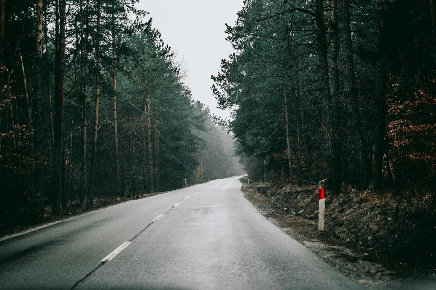 estrada nevoenta da floresta foto