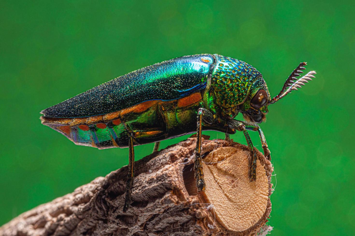 macro insetos buprestidae bokeh de fundo foto