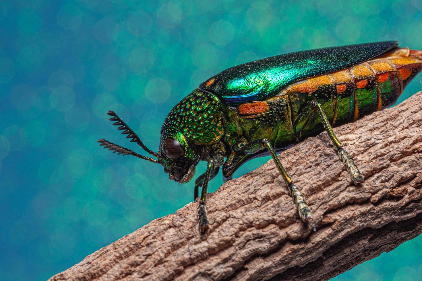 inseto buprestidae em fundo azul foto