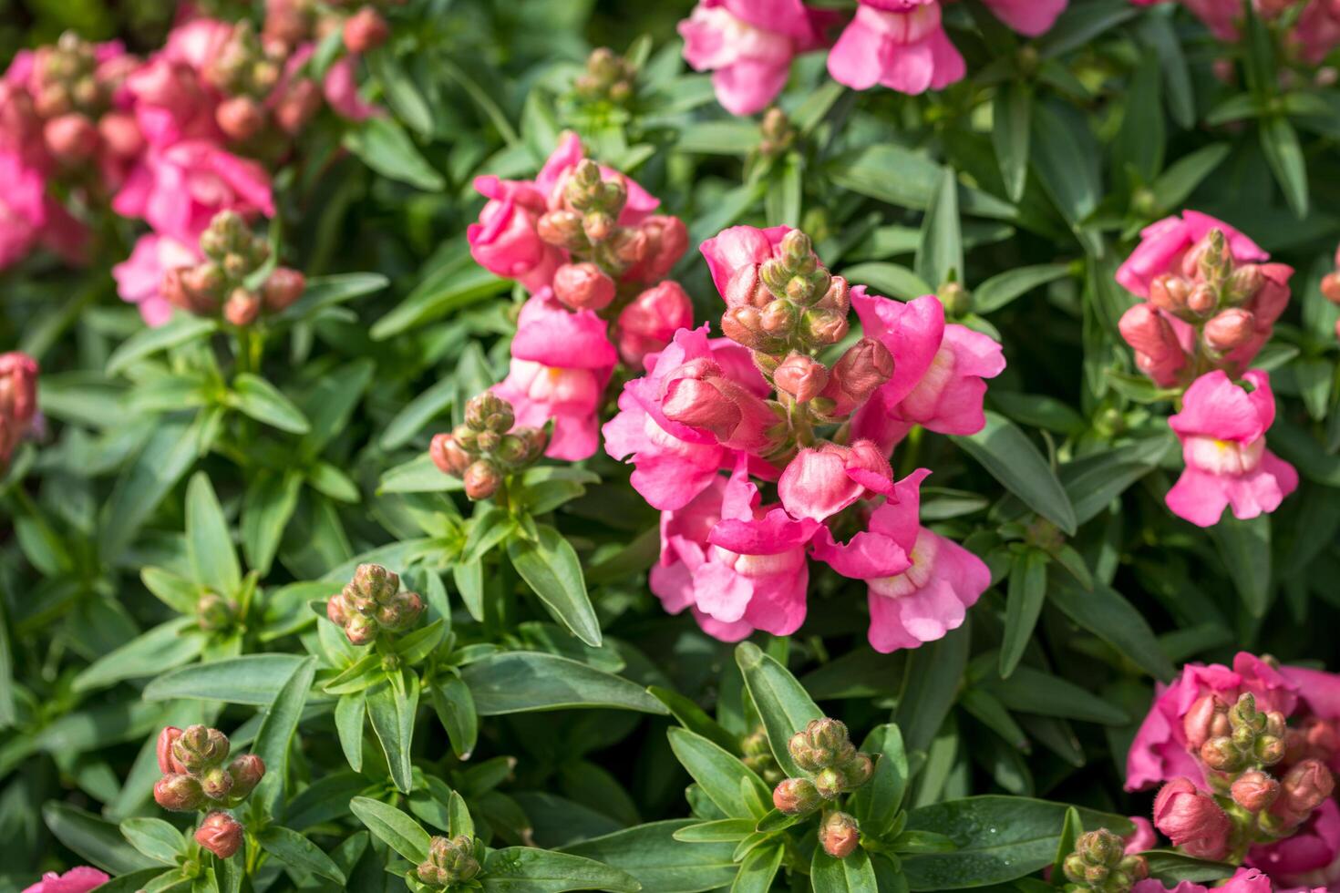 flor de dianthus, close-up foto