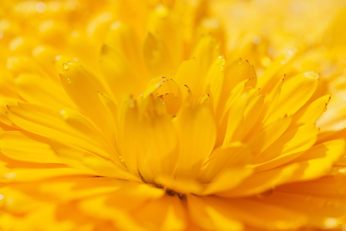 flor de dianthus, macro foto