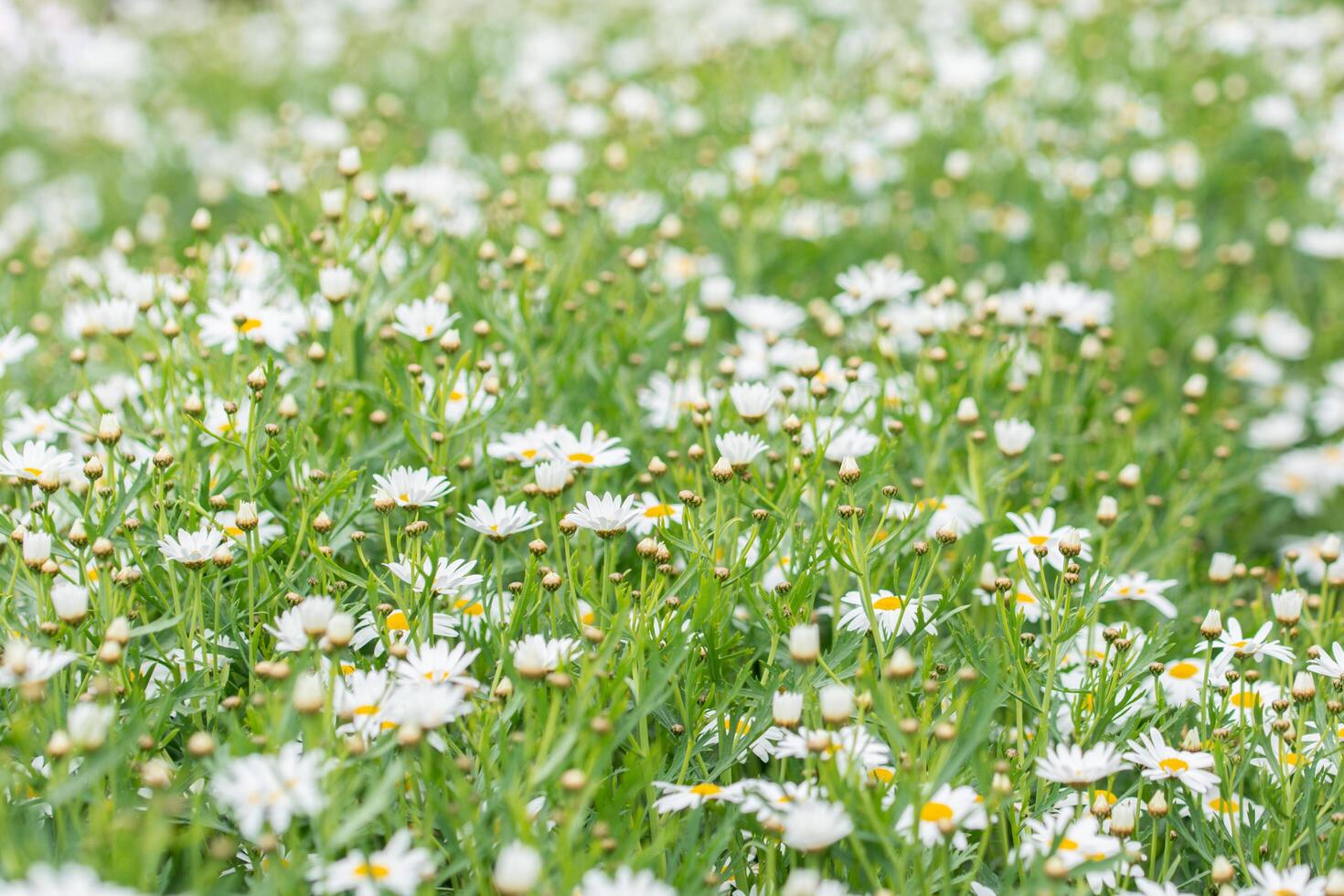 campo de flores no verão foto