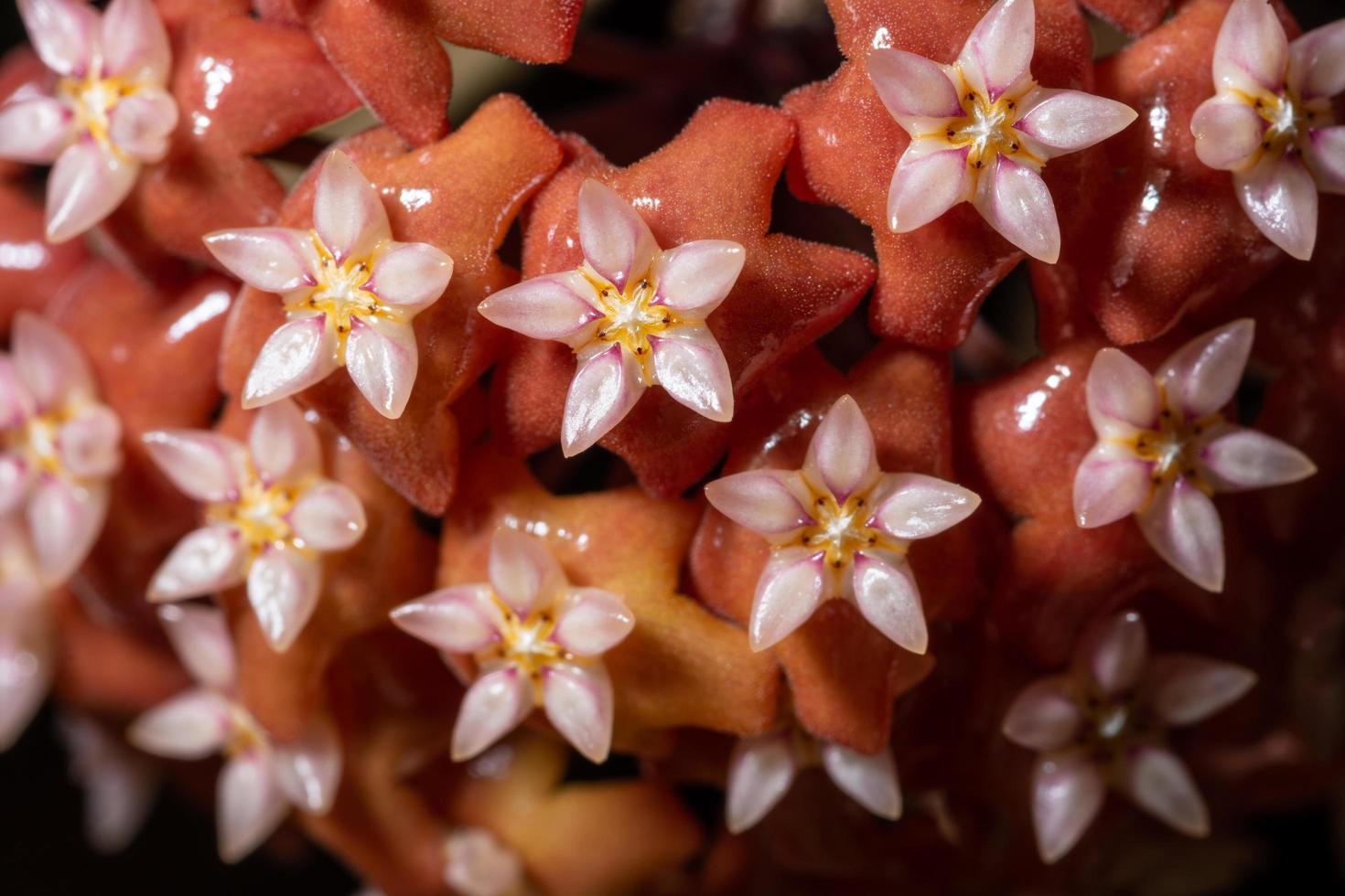 close-up de flor de soja vermelha foto