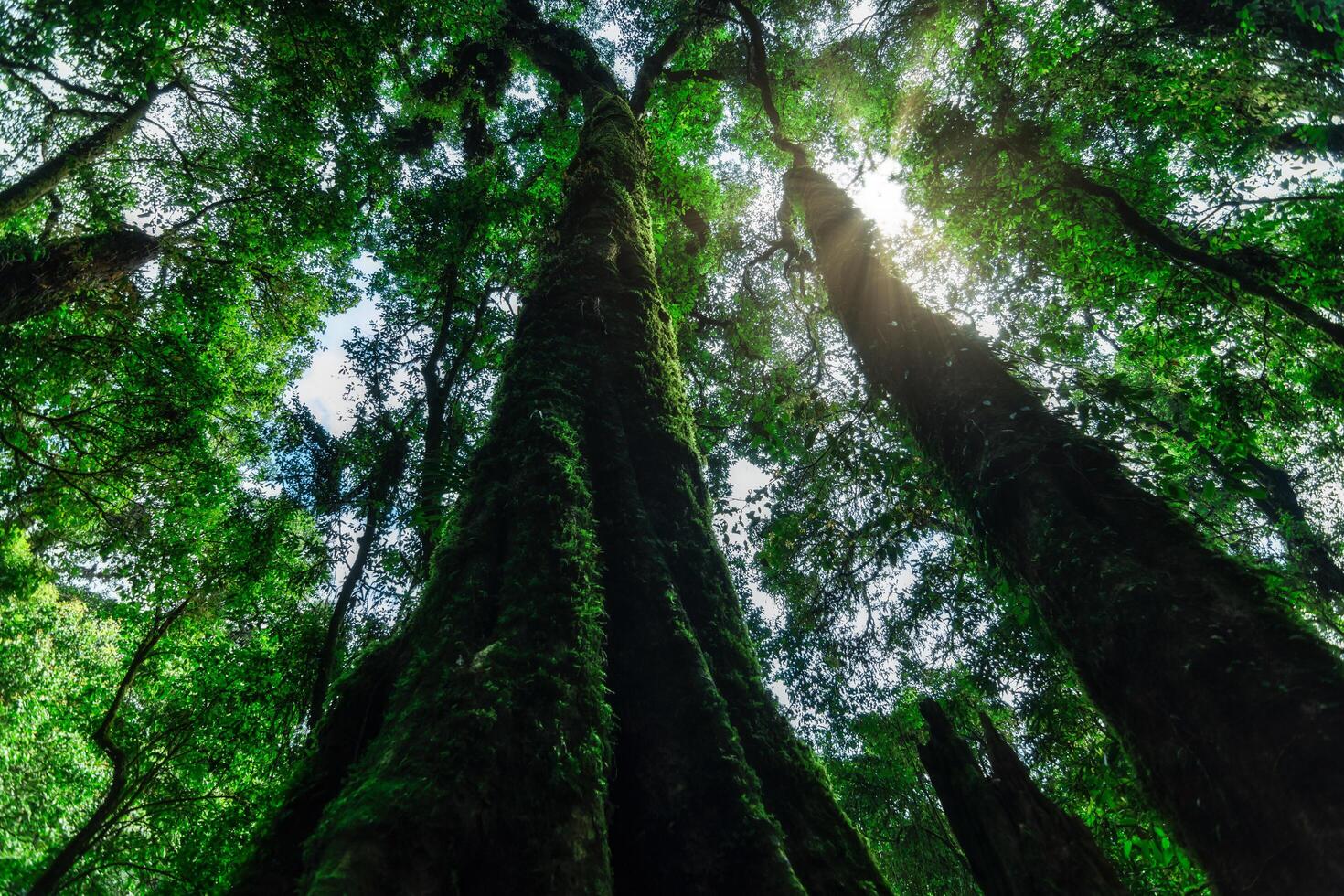 árvores na floresta foto