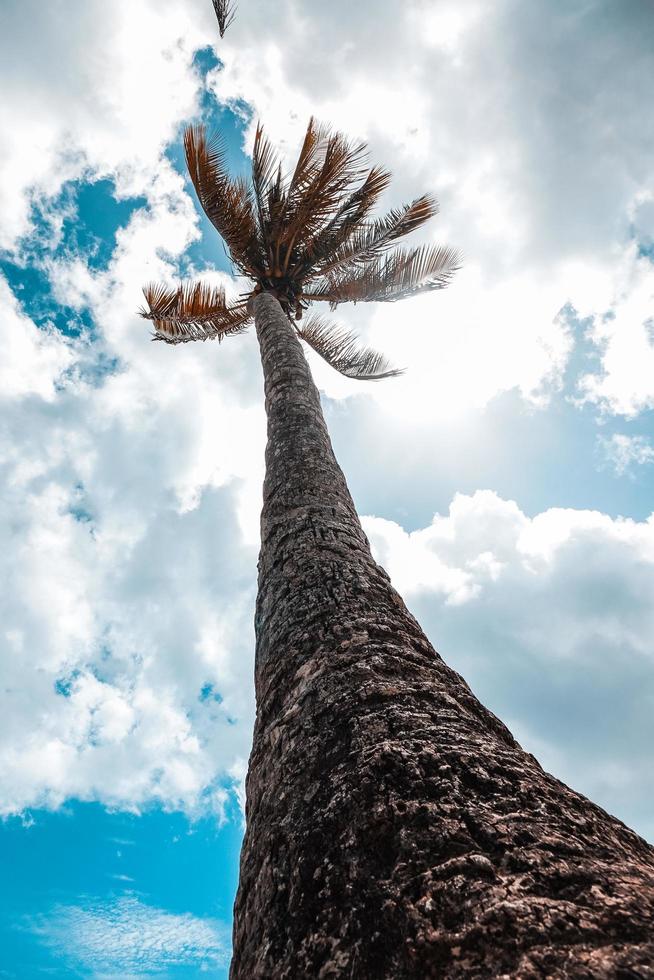 coqueiro na baía de maracas foto