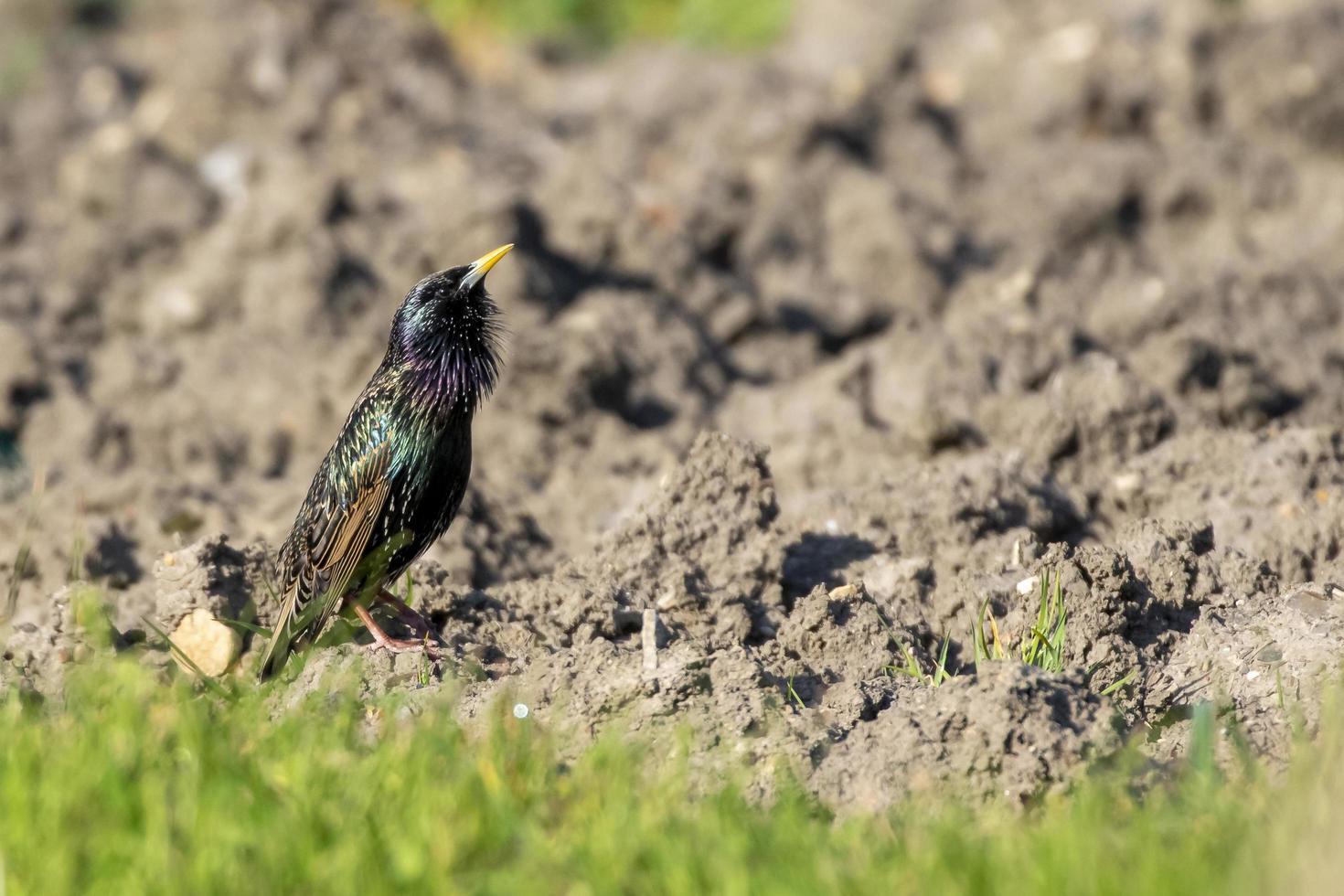 estorninho, sturnus vulgaris em pé no chão foto