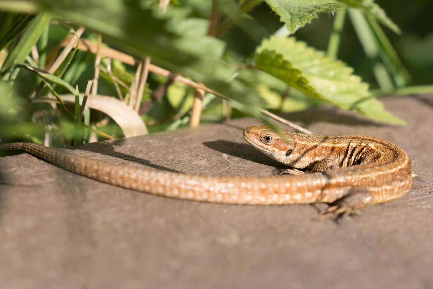 lagarto comum no sol foto