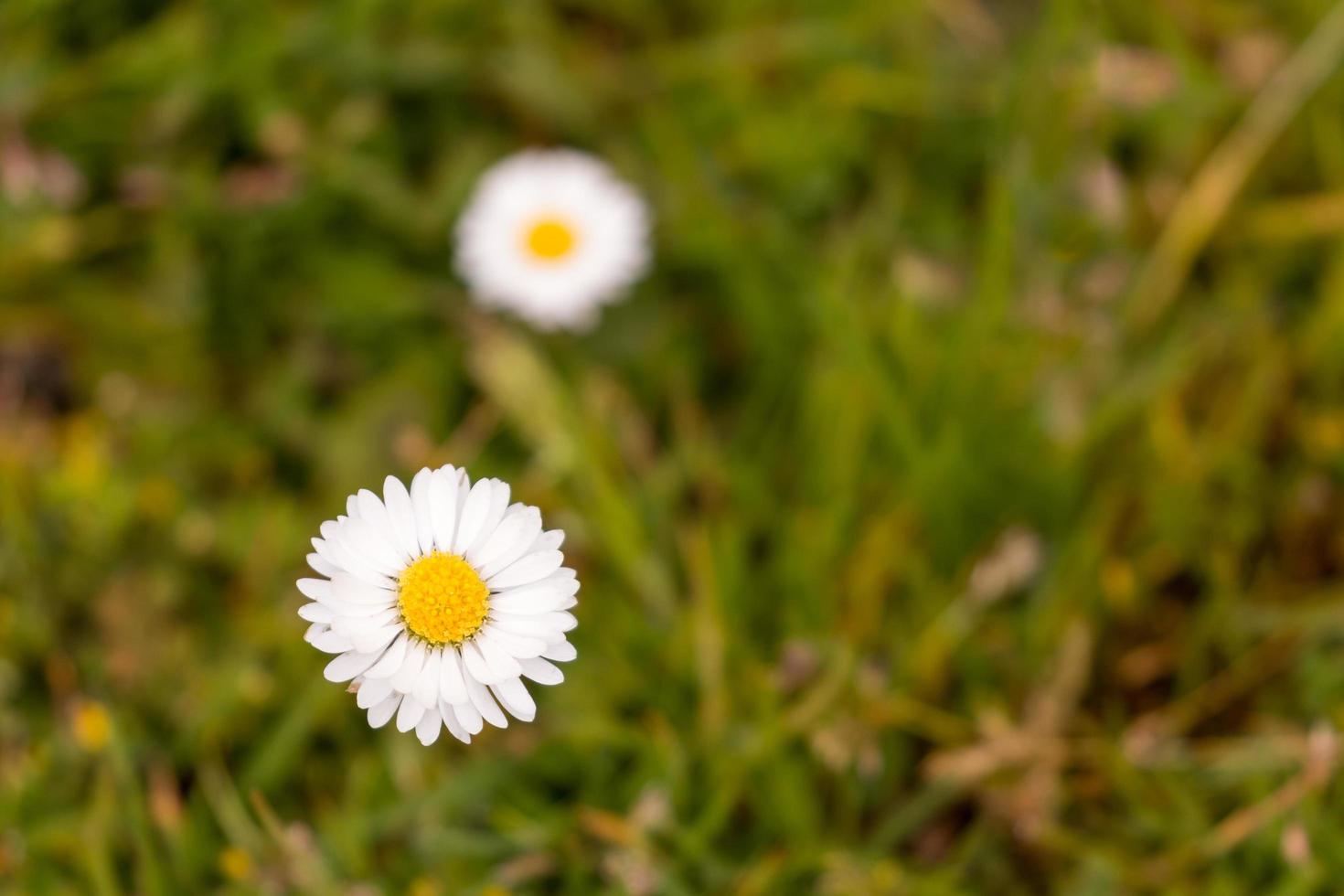 margarida comum em plena floração foto