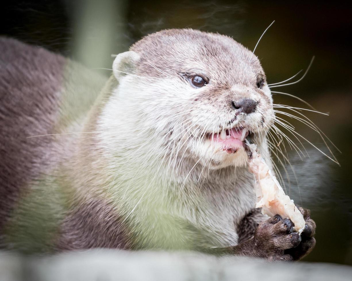 retrato de lontra comendo foto