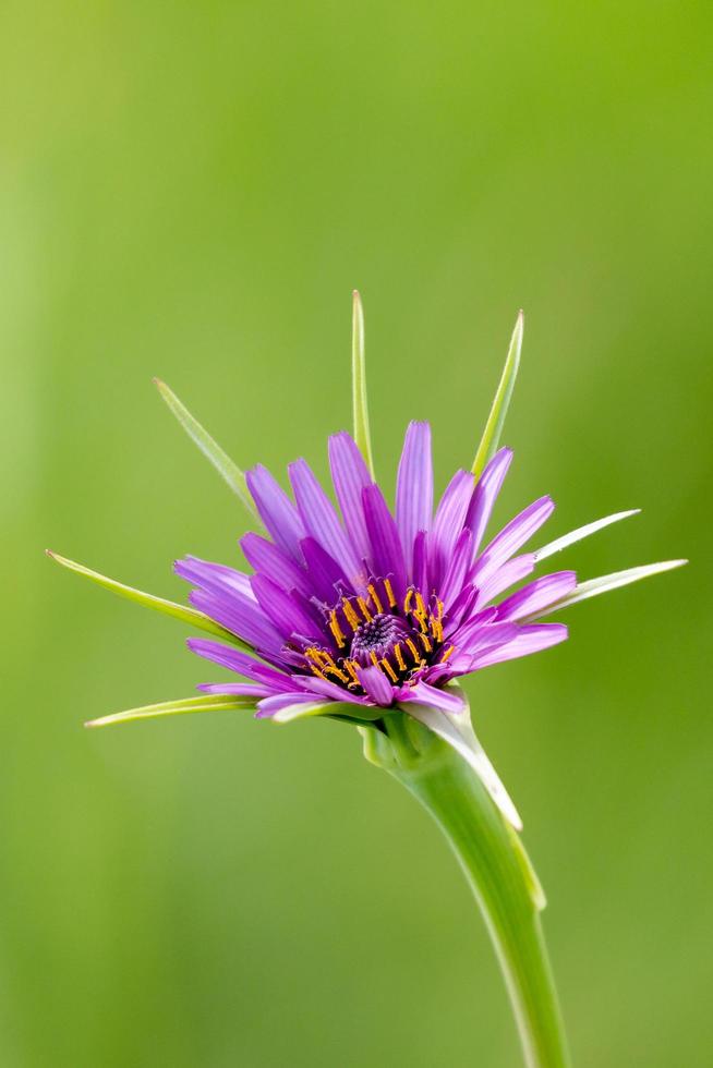 close-up de flor roxa de salsifie foto