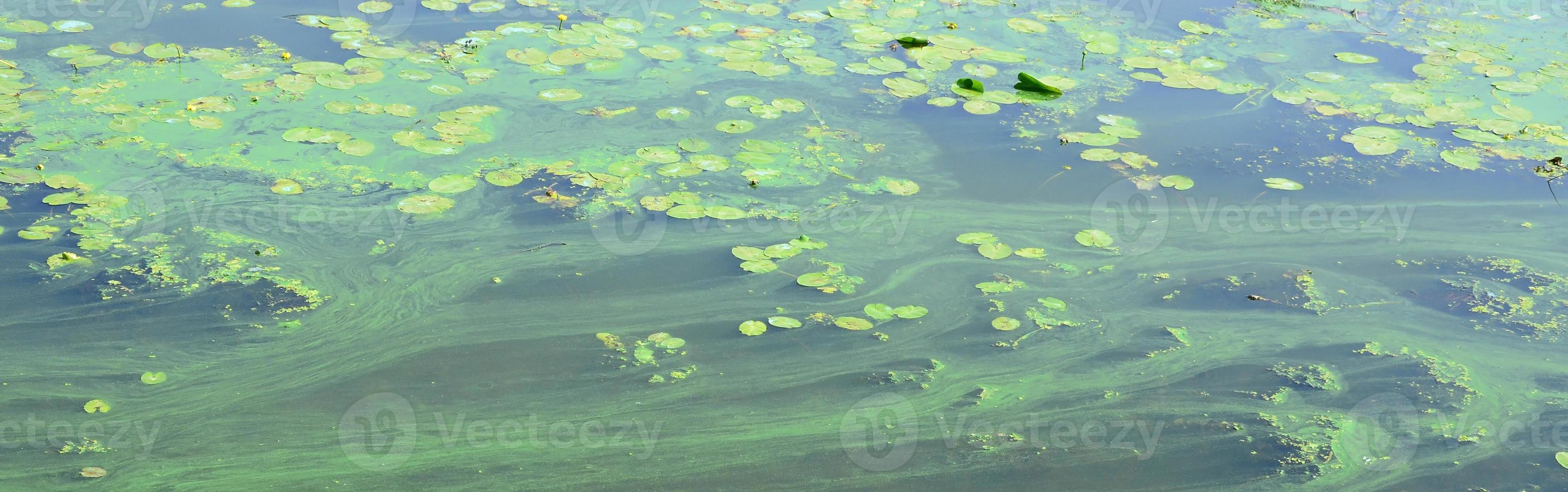 a superfície de um velho pântano coberto com folhas de lentilha e lírio foto