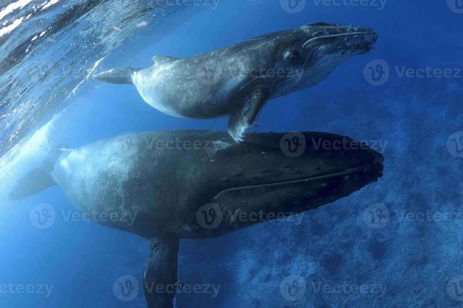 baleia jubarte / mã © gaptã © ra novaengliae foto