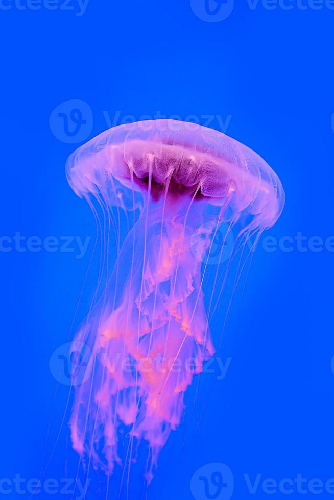 imagem subaquática de medusas foto