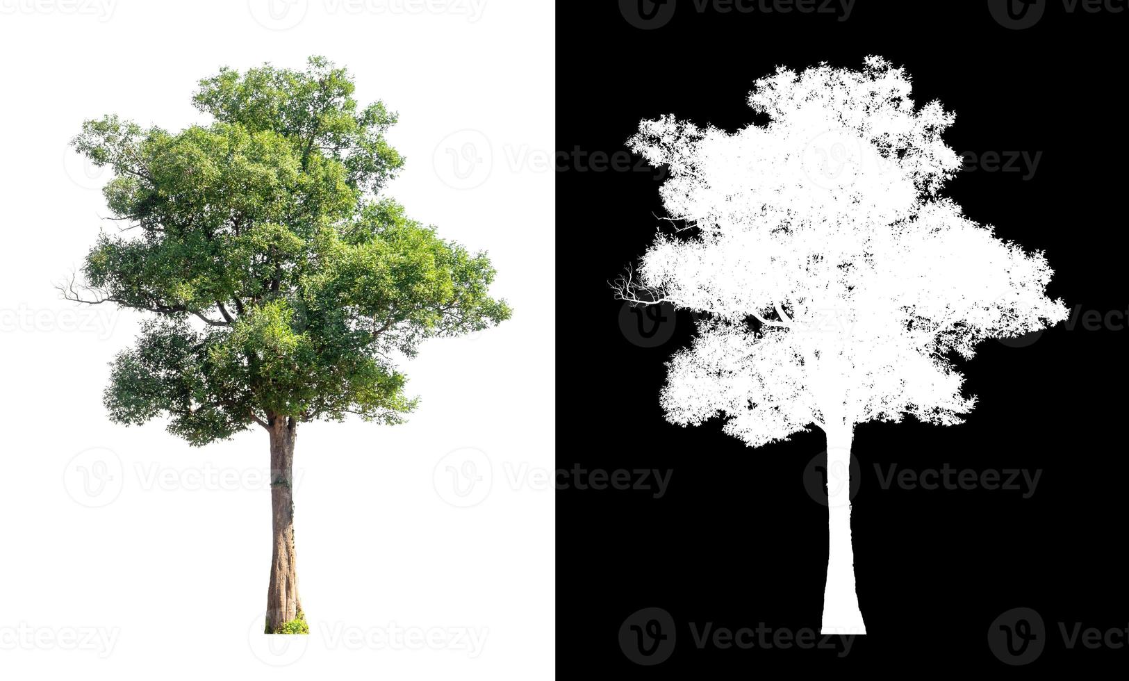 única árvore com traçado de recorte e canal alfa em fundo preto foto