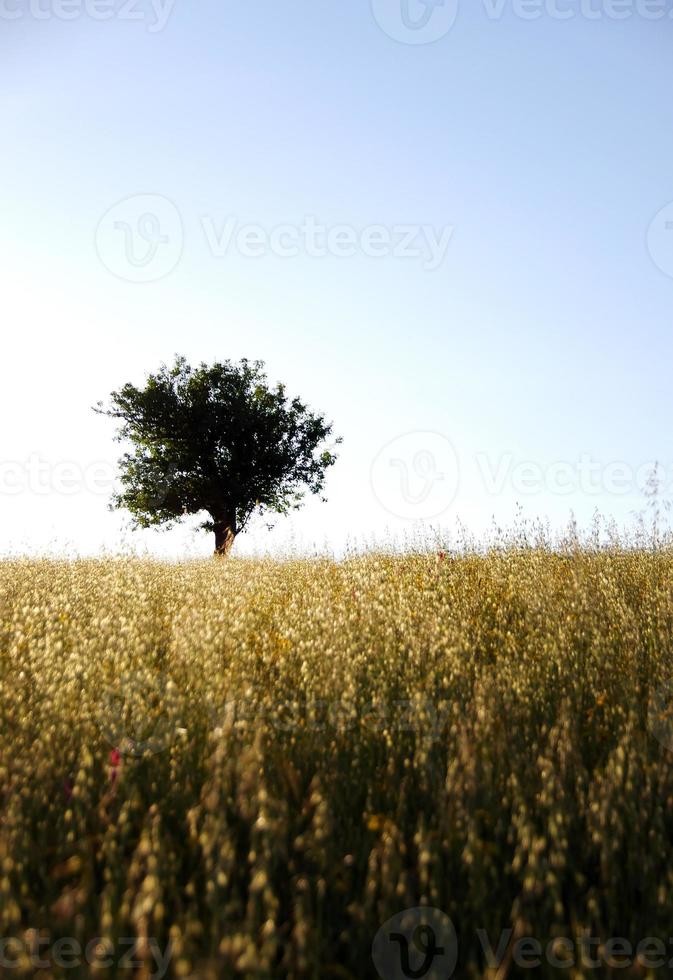 árvore no campo de trigo ao pôr do sol foto