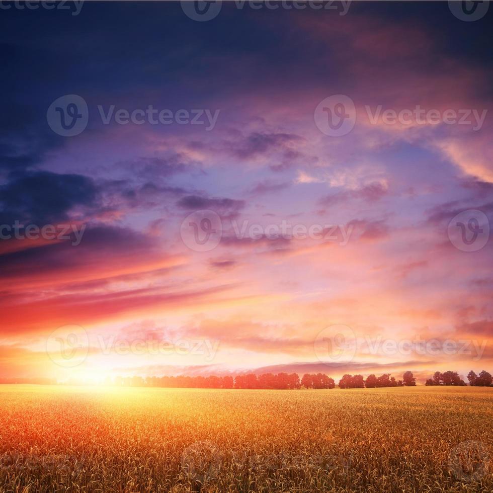pôr do sol sobre o campo de trigo com nuvens incríveis foto