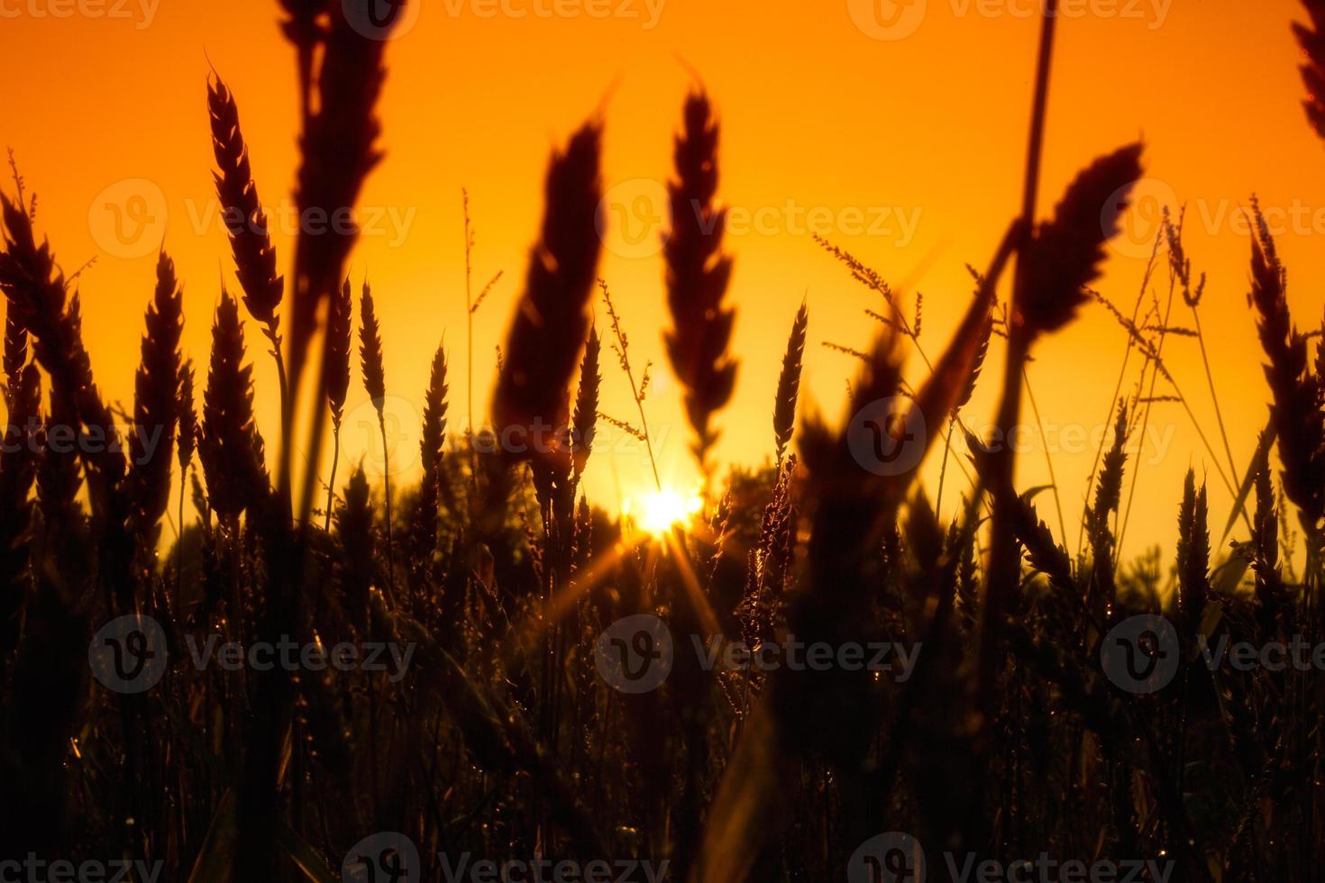 campo com ouro espigas de trigo ao pôr do sol foto