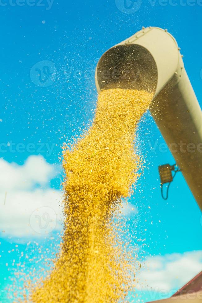 grãos de trigo saindo do tubo foto